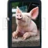Zippo Lighter Pig Dreaming - Black Matte 1 Zippo Lighter Pig Dreaming - Black Matte -Kershaw Store Zippo Lighter Pig Dreaming Black Matte BP 22754 jr large